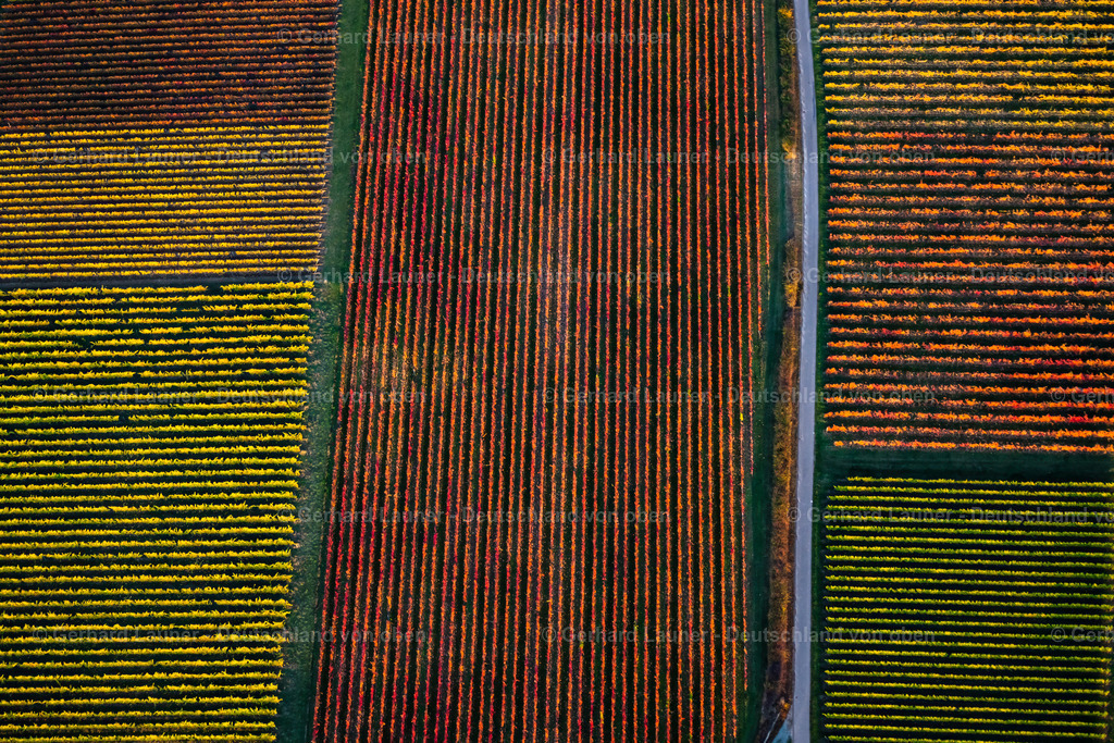 4042523 | Weinberge bei Willanzheim