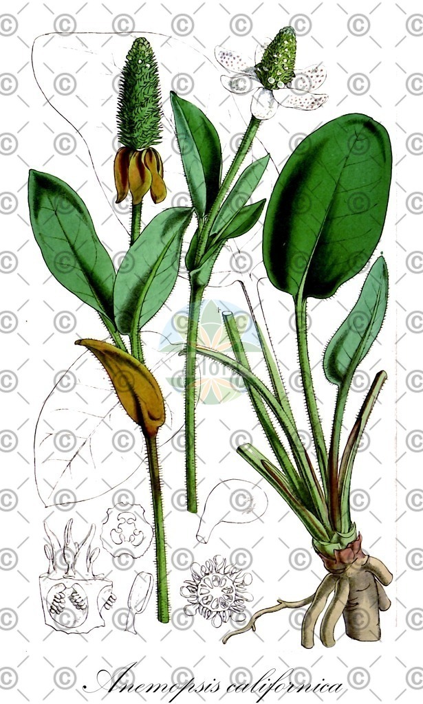 HistAbb_wfo-0000536020_1_ENZY_Simple | Historische Abbildung von Anemopsis californica - Saururaceae | Historical Illustration of Anemopsis californica - Saururaceae