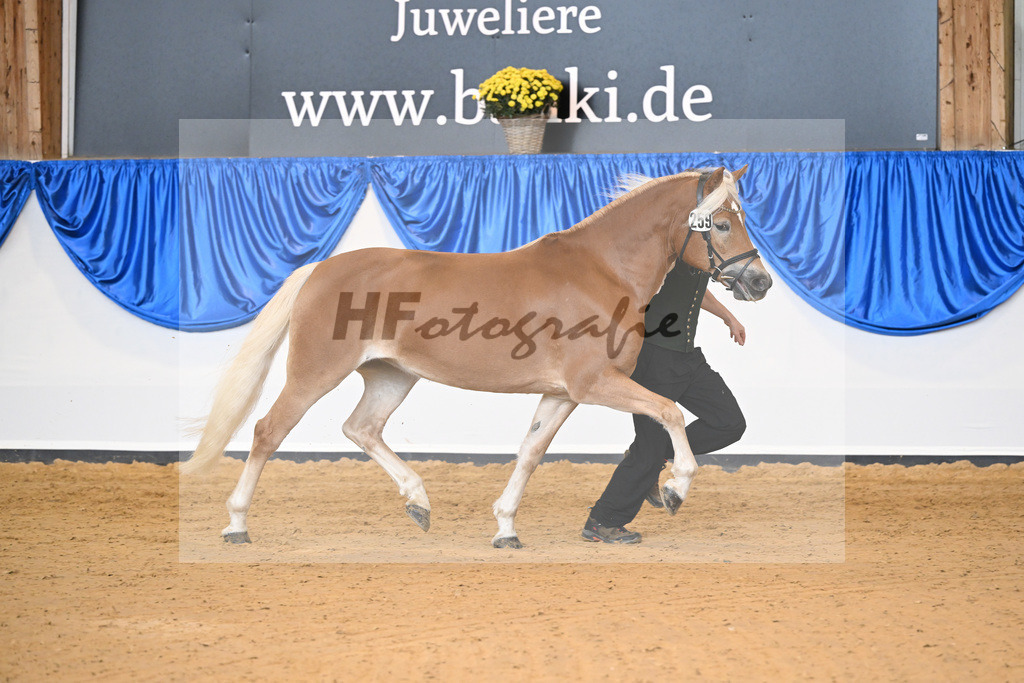 Kat-Nr. 259 Odette K_Kappelsberger_54223154 | hf-fotografie - Realisiert mit Pictrs.com