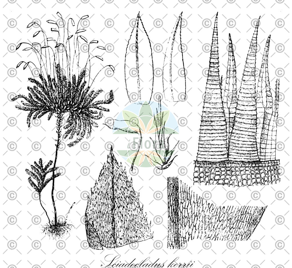 HistAbb_wfo-0000740105_1_ENZY_Simple | Historische Abbildung von Sciadocladus kerrii - Pterobryellaceae | Historical Illustration of Sciadocladus kerrii - Pterobryellaceae