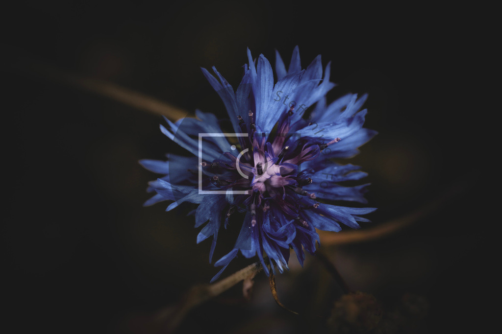 Wandbild Kornblume | Ich bin Fotograf und auf meiner Webseite hast du die Möglichkeit meine fotografie als Wandbilder druckfertig für dein Zuhause zu bestellten. - Realisiert mit Pictrs.com