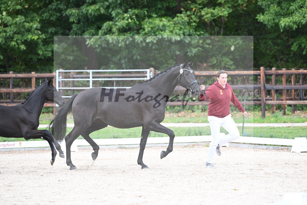 Kat-Nr. 32 Zaphira ABS_Bauer_49221052 | hf-fotografie - Realisiert mit Pictrs.com