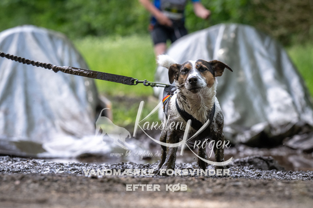 1246_ZZ93390 | kk-dogfotos