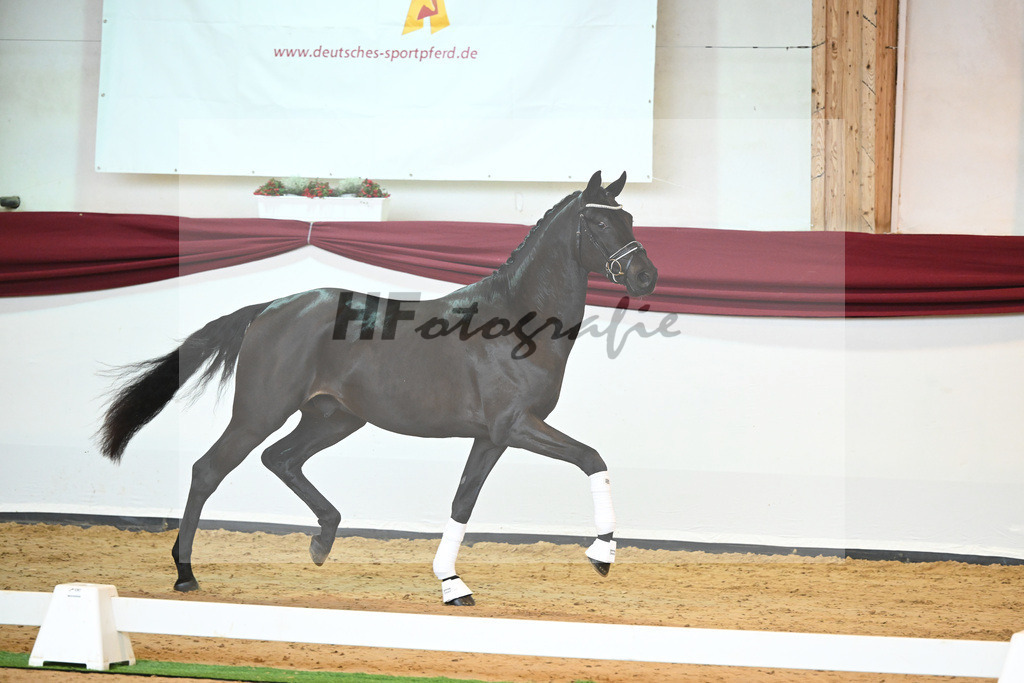 Kat-Nr. 6 v. Bohemian_Albert_66221536 | hf-fotografie - Realisiert mit Pictrs.com