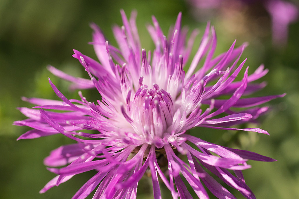 Wiesen-Flockenblume | Fotos mit schönen Motiven aus der Region Basel. - Realisiert mit Pictrs.com