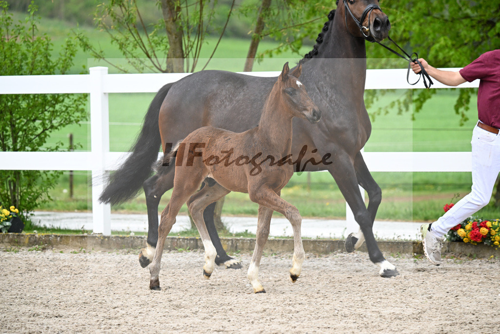 Kat-Nr. 31 HF St. Noble x Sezuan_Fetzer_23261193 | hf-fotografie - Realisiert mit Pictrs.com
