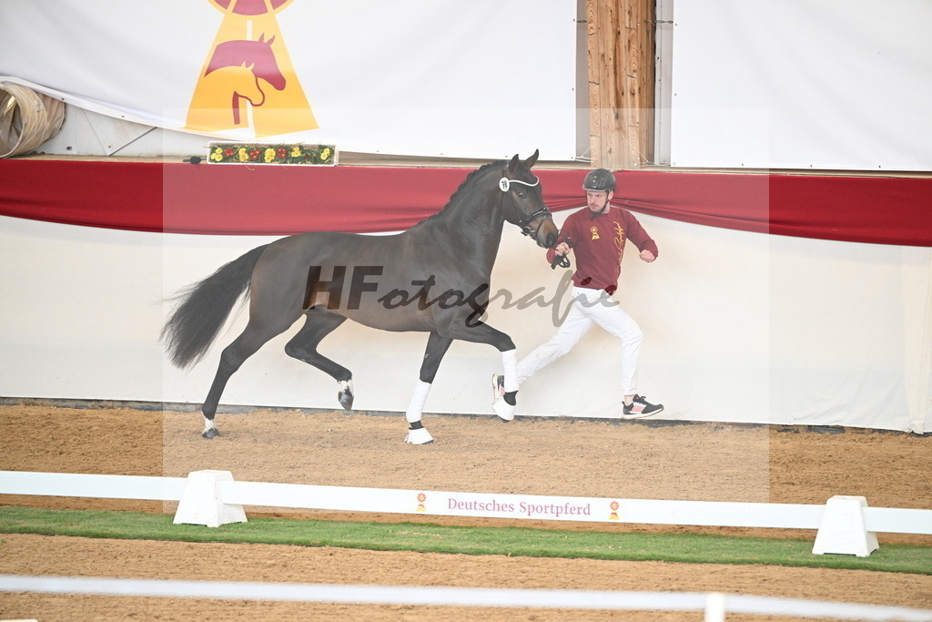 Kat.-Nr. 78 v. Springbank II VH_Reichert_2250731 | hf-fotografie - Realisiert mit Pictrs.com