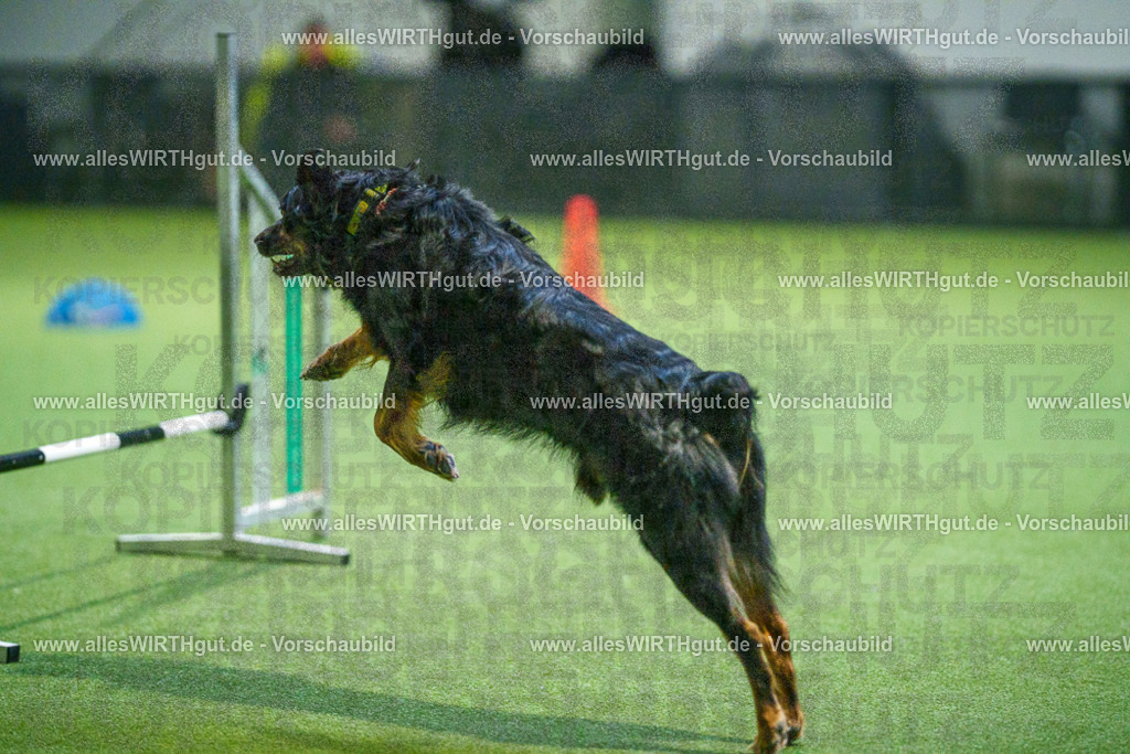 7R504007 | Professionelle Tierfotografie in Mönchengladbach von Daniel Wirth (allesWIRTHgut). Liebevolle & natürliche Bilder von Hunden & Katzen für unvergessliche Erinnerungen.