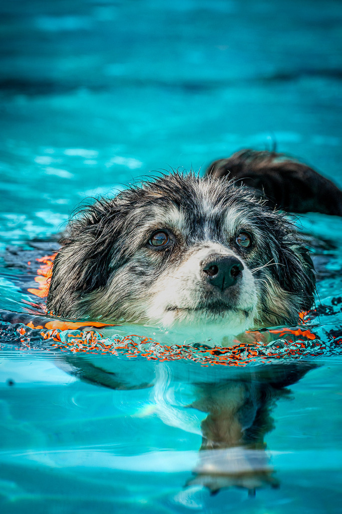 allesWIRTHgut Tierfotografie - 7IV01273 | Professionelle Tierfotografie in Mönchengladbach von Daniel Wirth (allesWIRTHgut). Liebevolle & natürliche Bilder von Hunden & Katzen für unvergessliche Erinnerungen.