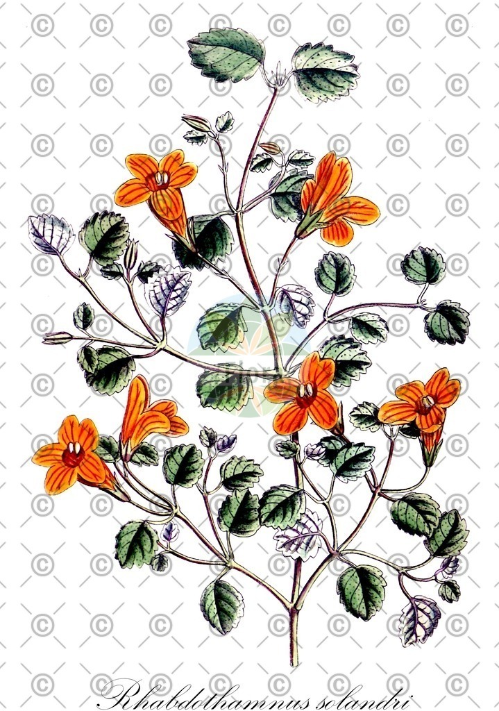 HistAbb_wfo-0001172424_1_ENZY_Simple | Historische Abbildung von Rhabdothamnus solandri - Gesneriaceae | Historical Illustration of Rhabdothamnus solandri - Gesneriaceae