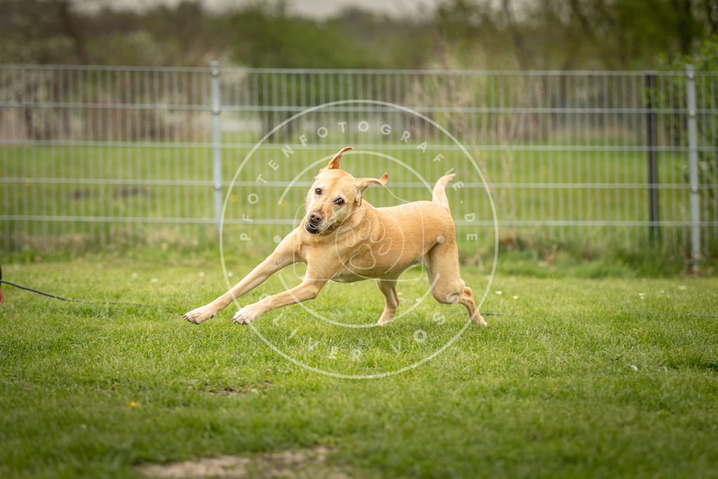 Pfotenfotografie_DV3A1397 | Hundefotografie, Tierfotograf, Pfotenfotografie, Fotoshooting Hund, Hunde Portrait, Hundesport, Hundeportraits, Heideshooting, Hunde, Sportfotograf, Hundefotograf, Turnierhundsport, THS,  - Realisiert mit Pictrs.com