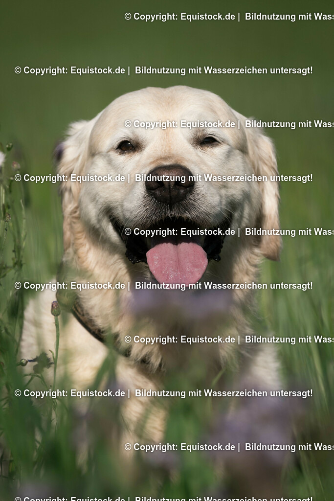 20170613_Hund_0018 | Foto: Thomas Hartig