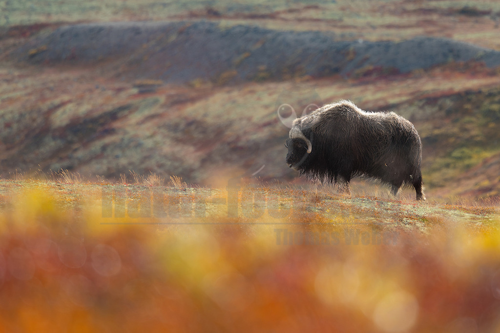 R6M31907_20260920 | Ein majestätischer Moschusochse (Ovibos moschatus) steht auf einer Anhöhe in einer weiten, herbstlich gefärbten Tundralandschaft. Sein dichtes, zotteliges, dunkelbraunes Fell ist charakteristisch für diese Art, die perfekt an extreme Kälte angepasst ist. Die Hörner sind breit und gebogen, typisch für ein männliches Tier. Moschusochsen sind Wiederkäuer, die in arktischen Regionen leben und sich hauptsächlich von Gräsern, Moosen und Flechten ernähren. Sie sind bekannt für ihre Fähigkeit, in Herden zu leben und sich bei Gefahr in einer schützenden Kreisformation zu verteidigen. Das Tier blickt nach links, während es sich langsam durch die Landschaft bewegt. - Realisiert mit Pictrs.com