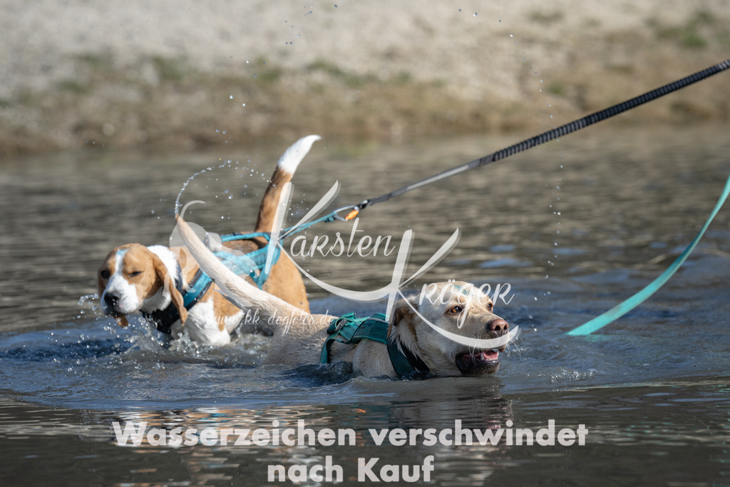 1341_ZZ97824 | kk-dogfotos