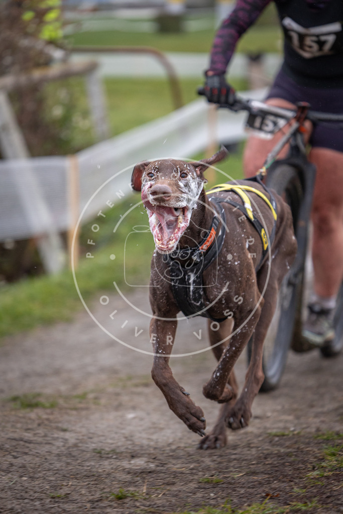 CaniXpix_0L8A0807 | Hundefotografie, Tierfotograf, Pfotenfotografie, Fotoshooting Hund, Hunde Portrait, Hundesport, Hundeportraits, Heideshooting, Hunde, Sportfotograf, Hundefotograf, Turnierhundsport, THS,  - Realisiert mit Pictrs.com