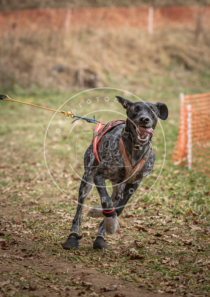 Pfotenfotografie_DV3A6752 | Hundefotografie, Tierfotograf, Pfotenfotografie, Fotoshooting Hund, Hunde Portrait, Hundesport, Hundeportraits, Heideshooting, Hunde, Sportfotograf, Hundefotograf, Turnierhundsport, THS,  - Realisiert mit Pictrs.com