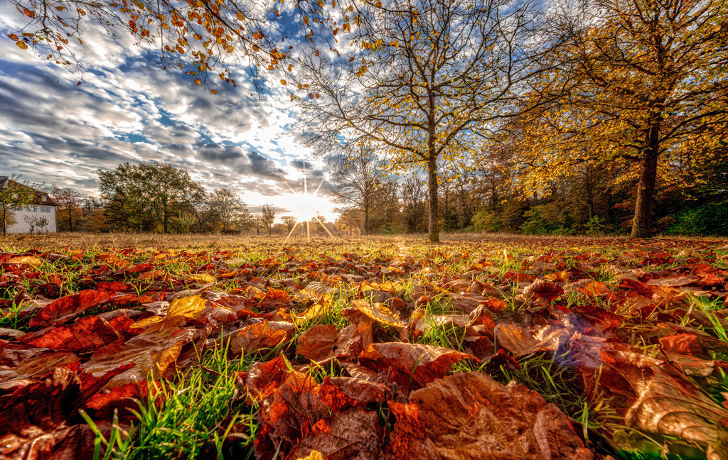 Sonnenaufgang auf der mit feuchtem Laub bedeckten Wiese hinter Schloss Solitude | Das Bild zeigt eine herbstliche Park- oder Waldlandschaft mit buntem Laub im Vordergrund und einer tief stehenden Sonne.Vordergrund: Auf dem Gras liegen zahlreiche abgefallene Blätter in intensiven Rot-, Orange- und Brauntönen.Mittelgrund &amp; Hintergrund: Eine weite Wiese mit großen Laubbäumen, deren Blätter sich ebenfalls herbstlich verfärbt haben. - Realisiert mit Pictrs.com