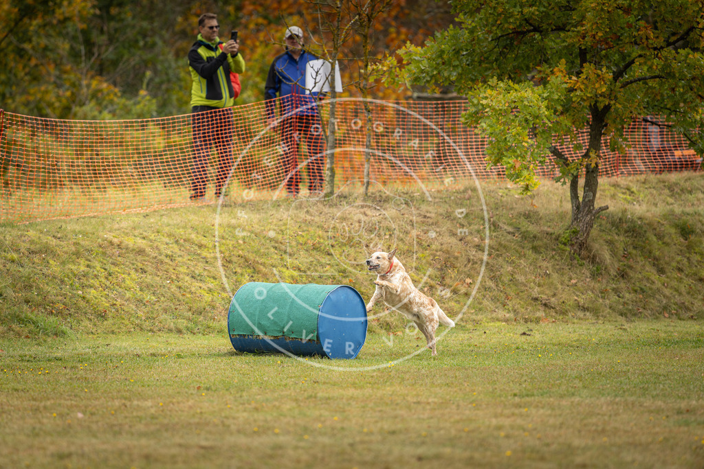 Pfotenfotografie_DV3A2514 | Hundefotografie, Tierfotograf, Pfotenfotografie, Fotoshooting Hund, Hunde Portrait, Hundesport, Hundeportraits, Heideshooting, Hunde, Sportfotograf, Hundefotograf, Turnierhundsport, THS,  - Realisiert mit Pictrs.com