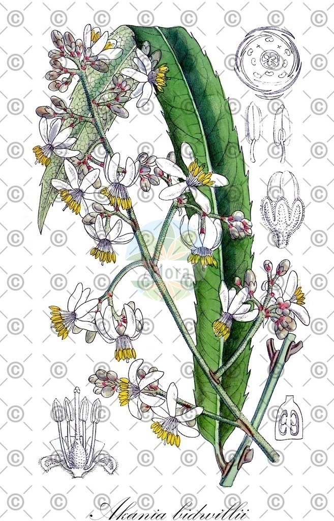 HistAbb_wfo-0000935634_1_ENZY_Simple | Historische Abbildung von Akania bidwillii - Akaniaceae | Historical Illustration of Akania bidwillii - Akaniaceae