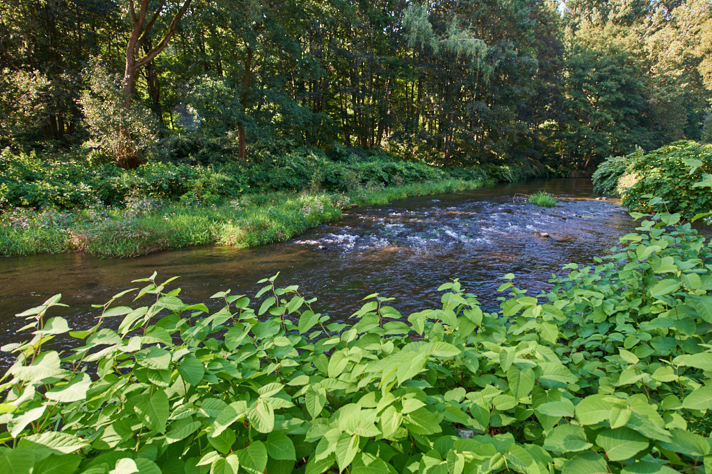 An der Zwickauer Mulde 01 | Bedeutsame Landschaften Deutschlands - Realisiert mit Pictrs.com