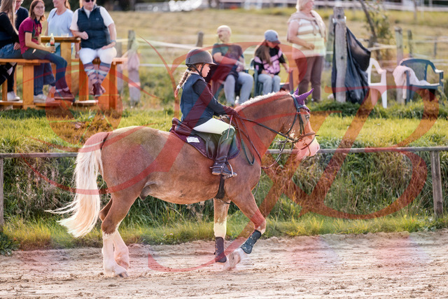 2026_10_03_Siefer-Hof_144353_Z81_17373814 | Professionelle Reitsport-, Turnier- und Eventfotografie von Robert Broda. Galerien mit ausgewählten und bearbeiteten Bildern direkt online ansehen und bestellen.