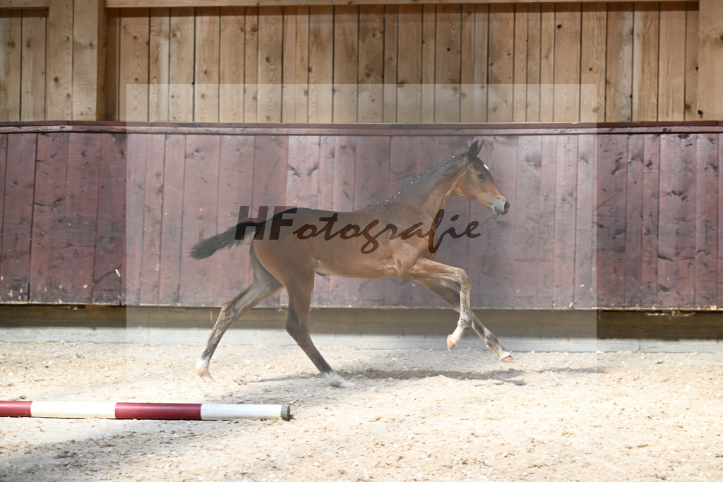 Kat-Nr. 18 SF Dream Royal x Bonifatius_Goldhofer_32240210 | hf-fotografie - Realizzato con Pictrs.com
