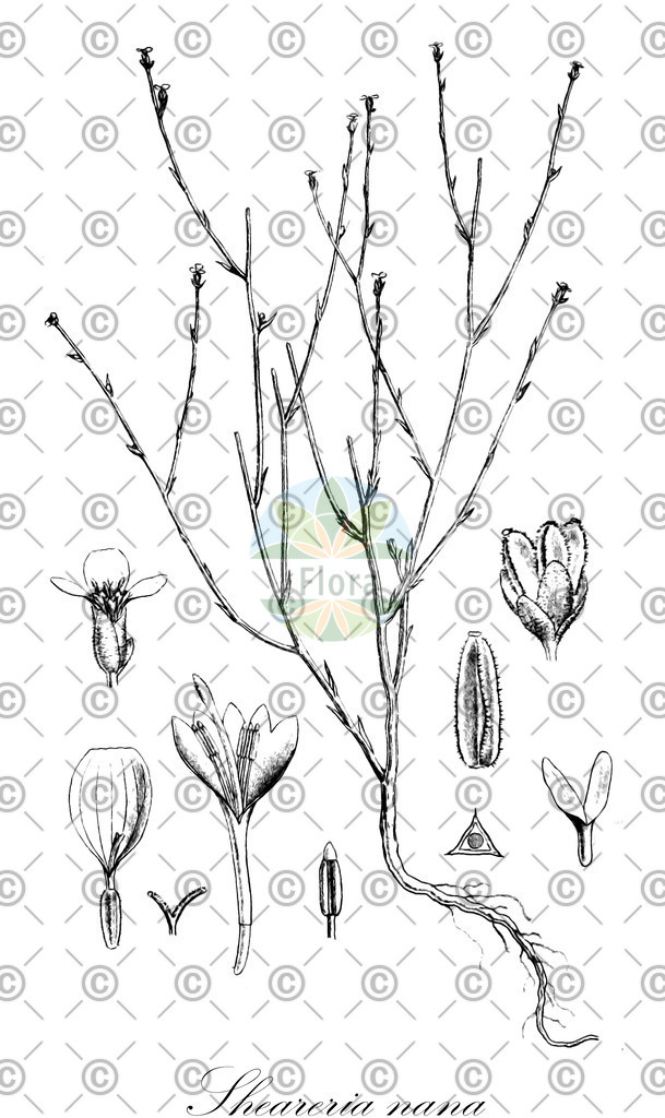 HistAbb_wfo-0000499493_1_ENZY_Simple | Historische Abbildung von Sheareria nana - Asteraceae | Historical Illustration of Sheareria nana - Asteraceae