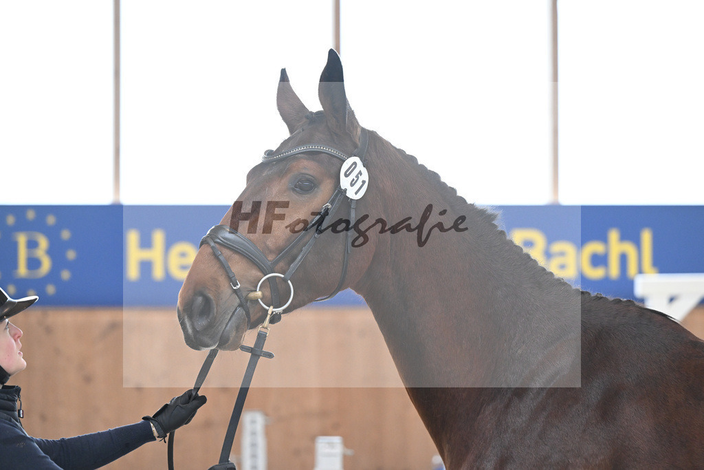 Kat-Nr. 51 Drago v. Denzel v h Meulenhof_Feichtner_14260149 | hf-fotografie - Realisiert mit Pictrs.com