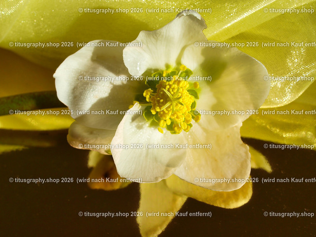 titusgraphy_P2244286-vz-ln | titusgraphy-shop: Geschenkideen mit Qualitätsfotos. titusgraphy-shop: gift ideas with quality photos. titusgraphy-shop: idées cadeaux avec photos de qualité.  - Realisiert mit Pictrs.com