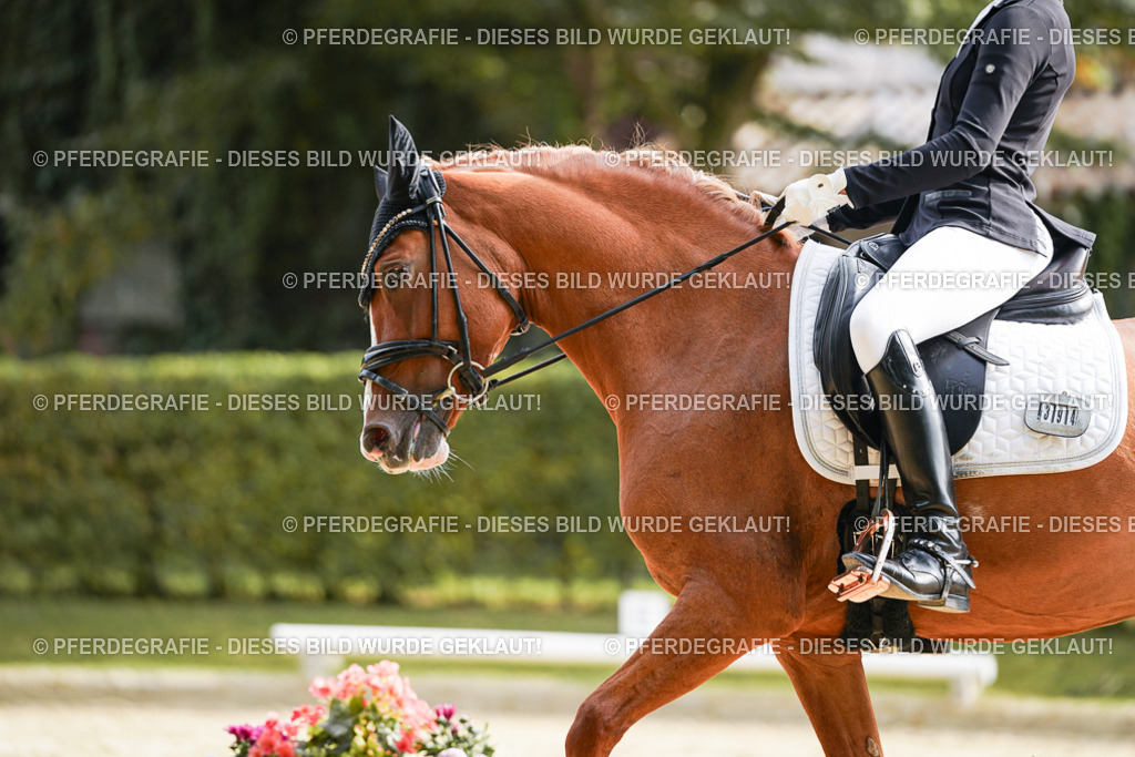 DSC04110 | Pferdegrafie