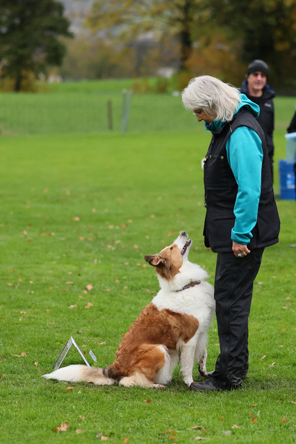 2025_Rally_Obedience_SM-105 | Ich fotografiere Hundeausstellungen, Sportanlässe, Zuchtstätten, Hundezucht, Hundeportrait, Lagotto - Realisiert mit Pictrs.com