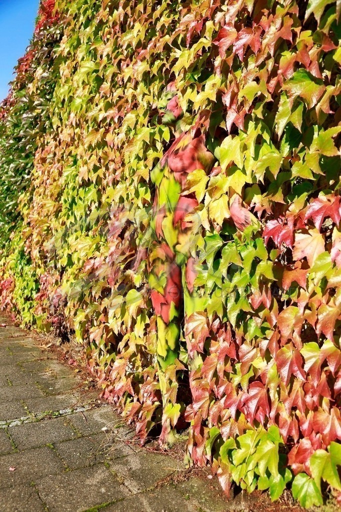 NatureArt-WEINWAND_7244 | Ich stehe in der Weinrankenwand | #001 | Modell: Pola | Foto: Aleksandra Marsfelden - Realisiert mit Pictrs.com