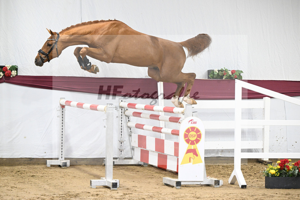 Kat-Nr. 81 Kincsem x Diaron_Matthias Schlamminger_47252778 | hf-fotografie - Realisiert mit Pictrs.com