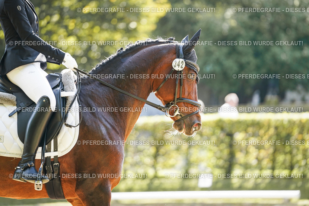 DSC07186 | Pferdegrafie