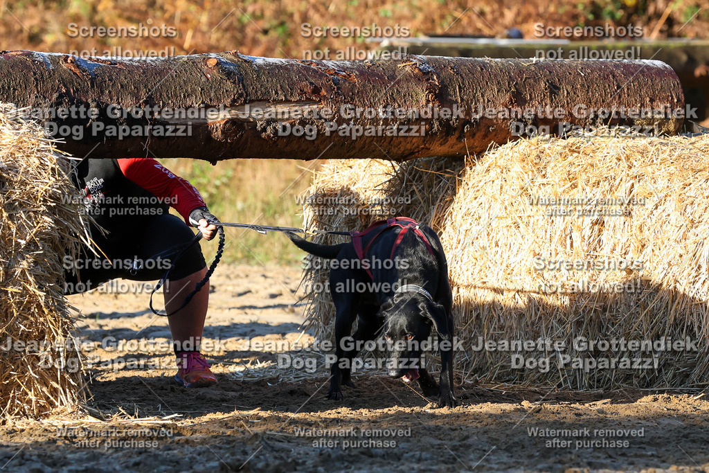 Dog Paparazzi - Strongdog 10-25-818 | Dog Paparazzi Jeanette Grottendiek Fotografie & Videografie - Realisiert mit Pictrs.com