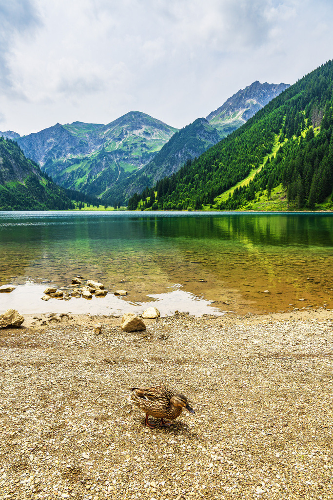 Blick über den Vilsalpsee mit Ente auf die Alpen in Österreich | Blick über den Vilsalpsee mit Ente auf die Alpen in Österreich.