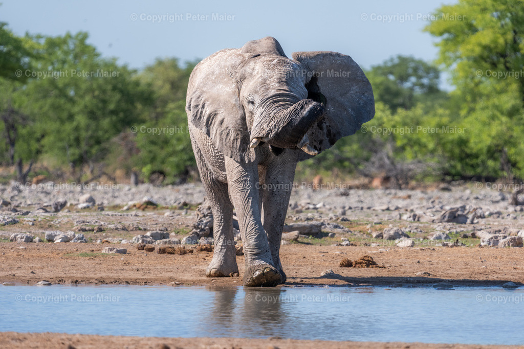 Etosha_Nationalpark_Namibia-391 | piet_flosse