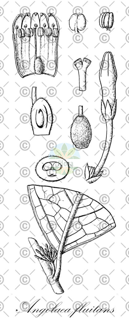 HistAbb_wfo-0000536542_132_ENZY_Simple | Historische Abbildung von Angolaea fluitans - Podostemaceae | Historical Illustration of Angolaea fluitans - Podostemaceae