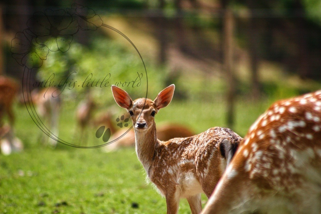 Damwild Kalb/Kitz | only.this.little.world - Realisiert mit Pictrs.com