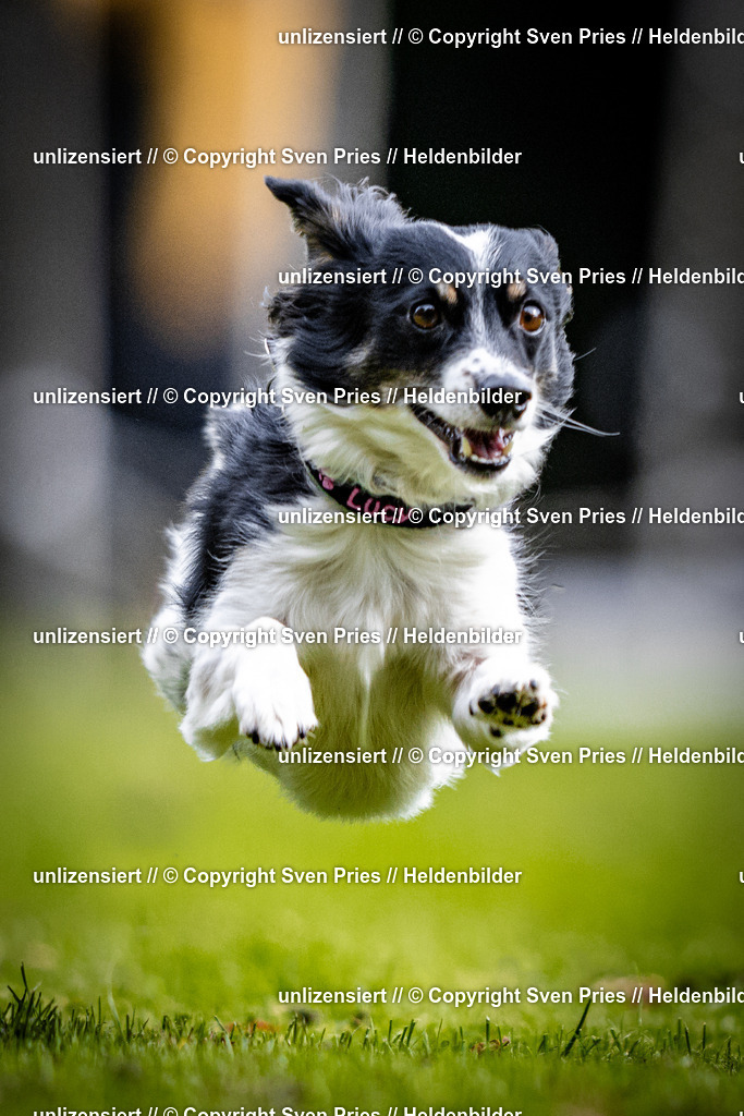 Sven Pries | 2025-10-03 - Hunderennen Obergrombach - Realisiert mit Pictrs.com