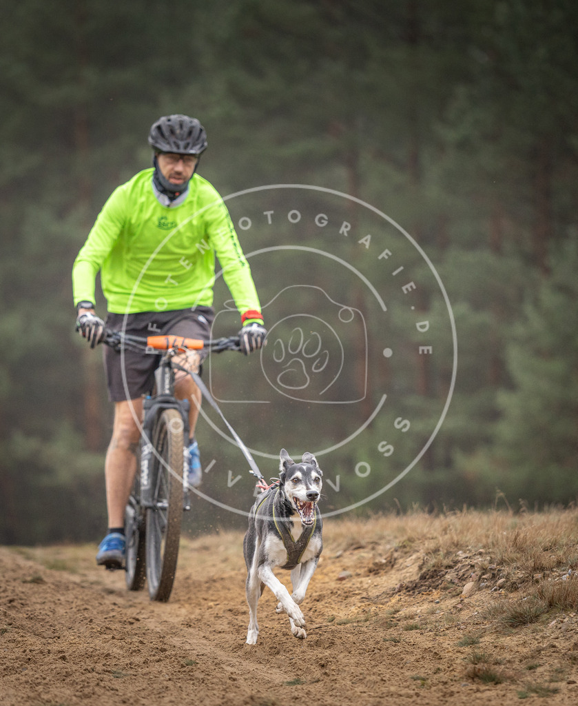 Pfotenfotografie_DV3A4009 | Hundefotografie, Tierfotograf, Pfotenfotografie, Fotoshooting Hund, Hunde Portrait, Hundesport, Hundeportraits, Heideshooting, Hunde, Sportfotograf, Hundefotograf, Turnierhundsport, THS,  - Realisiert mit Pictrs.com