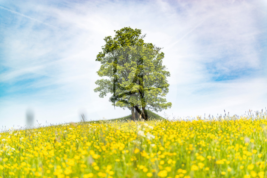 DSC_2319-Bearbeitet 1 | Meurer Shop - Realisiert mit Pictrs.com