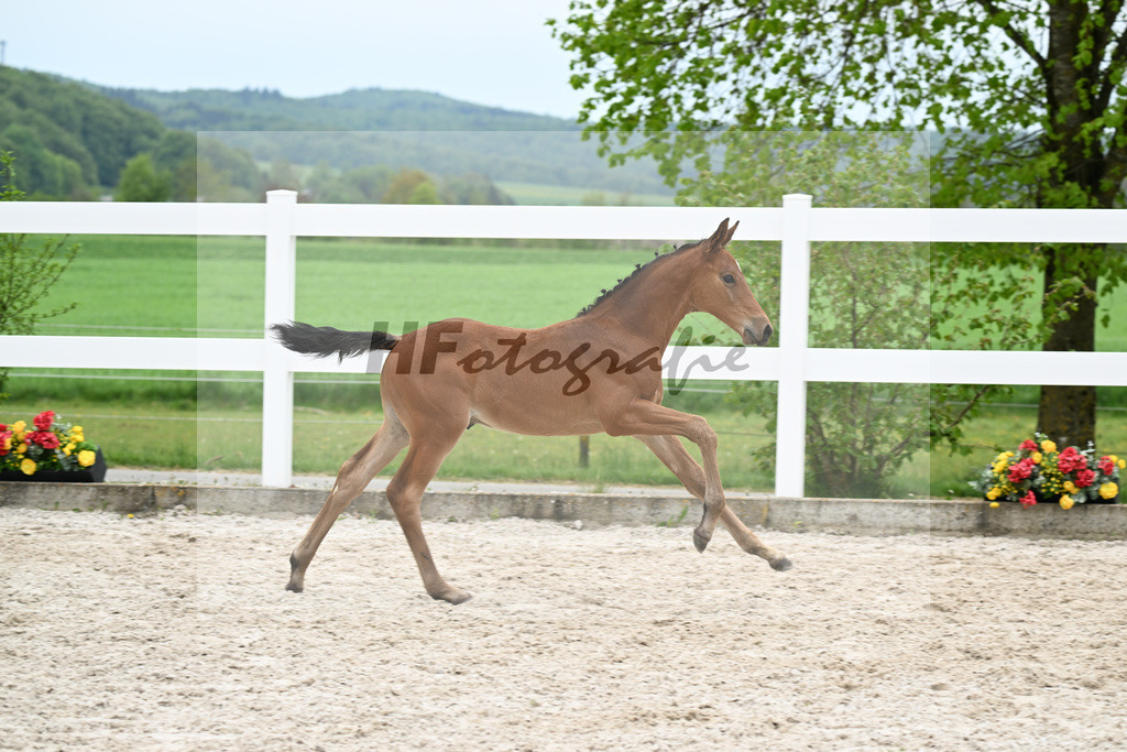 Kat-Nr. 22 HF Quansas des Ivernons x Casaltino_Link_23260976 | hf-fotografie - Realisiert mit Pictrs.com