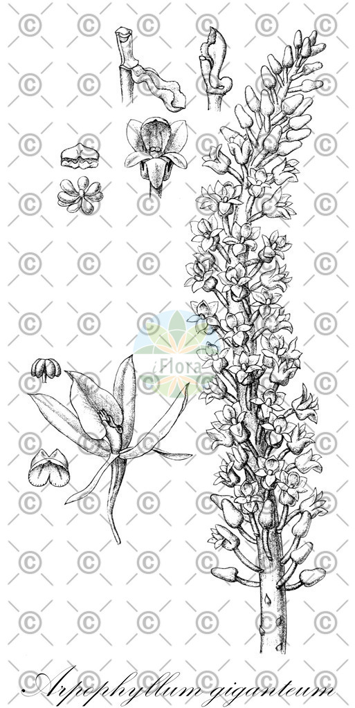 HistAbb_wfo-0000276607_1_ENZY_Simple | Historische Abbildung von Arpophyllum giganteum - Orchidaceae | Historical Illustration of Arpophyllum giganteum - Orchidaceae