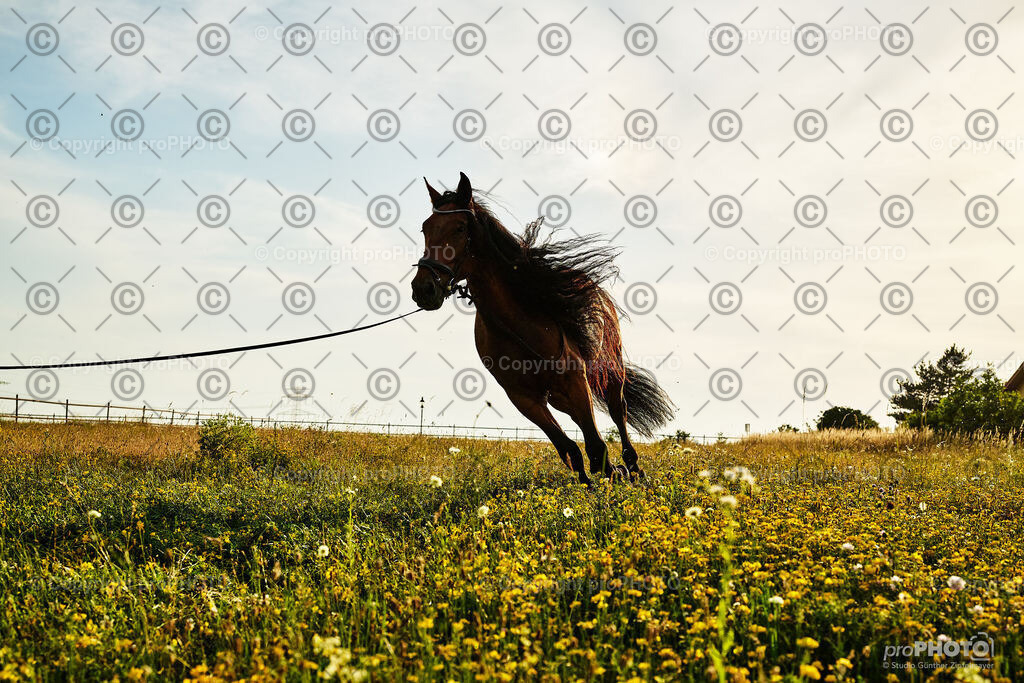 388_202406_Niki-Herodes_NZ9_0405 | proPHOTO - Realisiert mit Pictrs.com