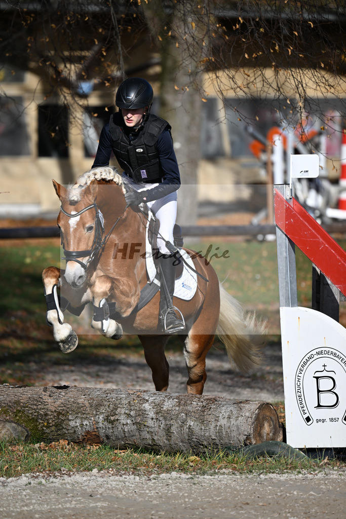 Kat-Nr. 2 Antonio BE v. Amazing Star van Beauvooorde_Edelmann_43250691 | hf-fotografie - Realisiert mit Pictrs.com