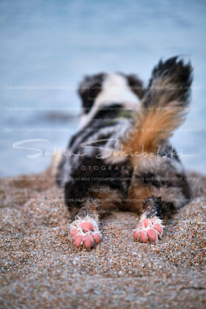 Wandbild "Zeigt her Eure Füße... ähhh Pfoten" | People- und Tierfotografie, Imageaufnahmen, Veranstaltungsfotografie und Wandbilder aus der Natur ★ Made in Germany ✔️ Druck + Downloads ✔️ Naturfotografie in Top Qualität ★ schneller Versand, weltweite Lieferung! - Realisiert mit Pictrs.com