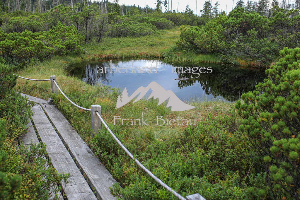 OE7A2543 | Zwieselter oder auch Zwieseler Filz