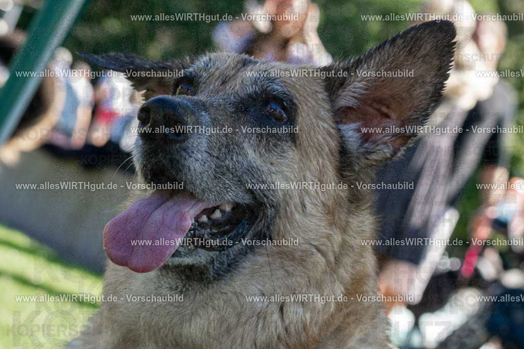 Hundeschwimmen_Volksbad_2026-allesWIRTHgut_Tierfotografie-2609061104-DSC00014 | Professionelle Tierfotografie in Mönchengladbach von Daniel Wirth (allesWIRTHgut). Liebevolle & natürliche Bilder von Hunden & Katzen für unvergessliche Erinnerungen.