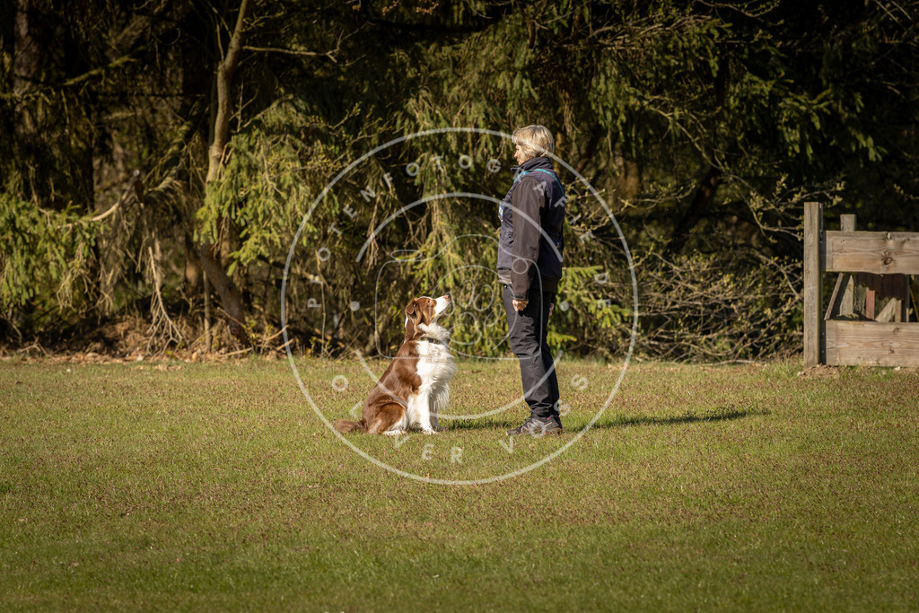 Pfotenfotografie_DV3A0447 | Hundefotografie, Tierfotograf, Pfotenfotografie, Fotoshooting Hund, Hunde Portrait, Hundesport, Hundeportraits, Heideshooting, Hunde, Sportfotograf, Hundefotograf, Turnierhundsport, THS,  - Realisiert mit Pictrs.com